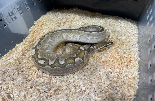 볼파이톤 뱀부 파이어 100% 헷 파이드 암컷